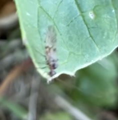 Teliapsocus