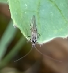 Teliapsocus
