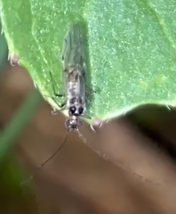 Teliapsocus
