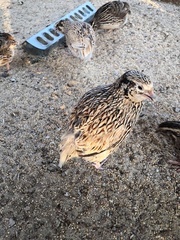 Coturnix japonica