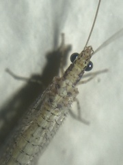 Eremochrysa tibialis