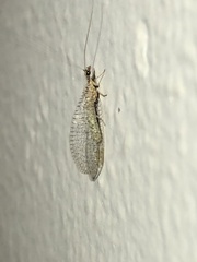 Eremochrysa tibialis