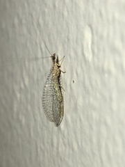 Eremochrysa tibialis