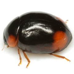 Brachiacantha quadrillum