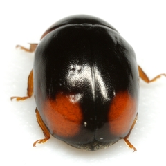 Brachiacantha quadrillum