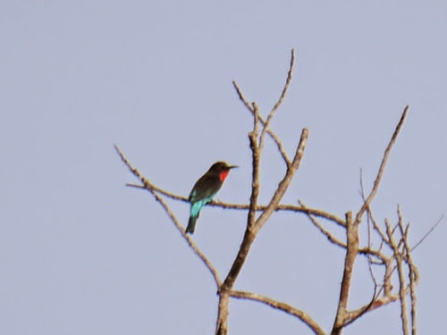 Merops gularis