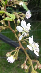 Rubus glaucus