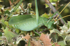 Acrometopa syriaca