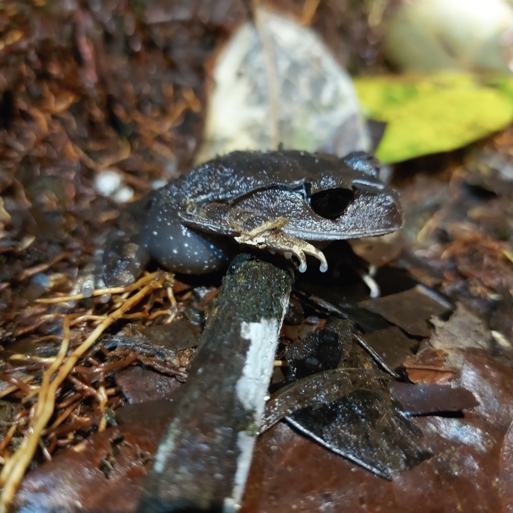 Leptobrachium kantonishikawai