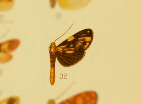 Miltochrista flavoplagiata