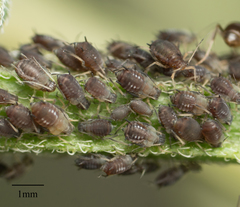 Aphis fabae solanella