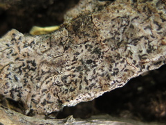 Alyxoria varia