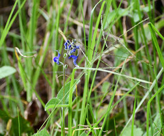 Salvia scutellarioides