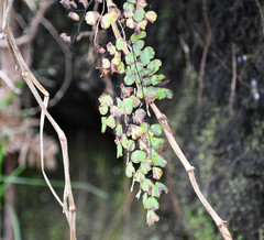 Adiantum poiretii