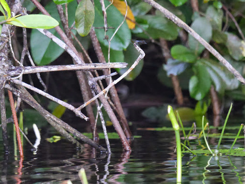 Podica senegalensis