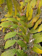 Juglans microcarpa
