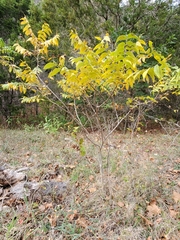 Juglans microcarpa