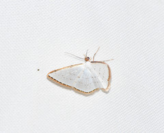 Leuciris