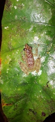 Staurois tuberilinguis
