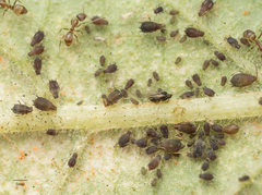 Aphis fabae solanella