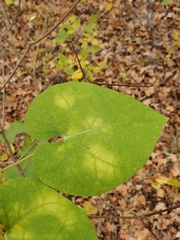 Matelea edwardsensis