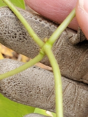 Matelea edwardsensis