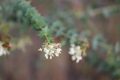 Grevillea amplexans amplexans