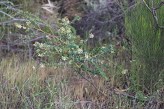 Grevillea amplexans amplexans