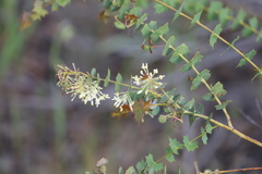 Grevillea amplexans amplexans