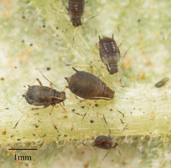 Aphis fabae solanella