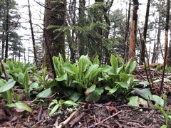 Rugelia nudicaulis