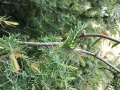 Acacia verticillata