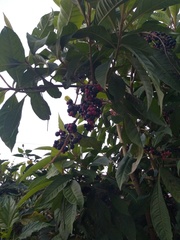 Parathesis serrulata