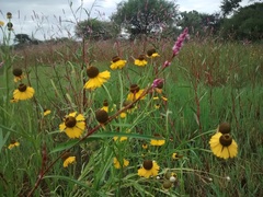 Helenium mexicanum