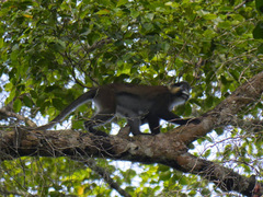 Cercopithecus cephus