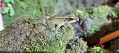 Meristogenys amoropalamus