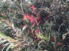 Callistemon
