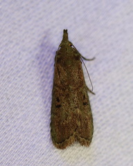 Heteromicta tripartitella