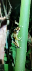 Meristogenys amoropalamus