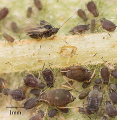 Aphis fabae solanella