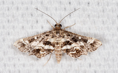 Diasemiopsis leodocusalis