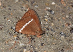 Lymanopoda albocincta