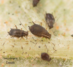 Aphis fabae solanella