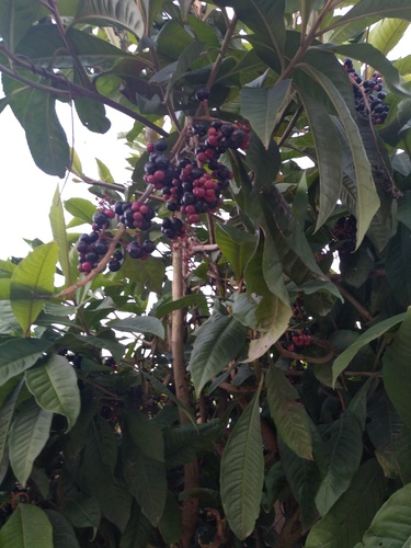 Raisin marron