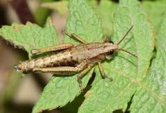 Aspidophyma americana