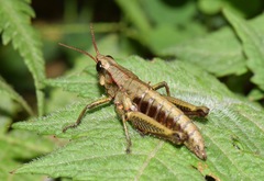 Aspidophyma americana