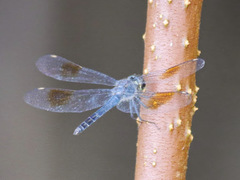Image of Parazyxomma flavicans