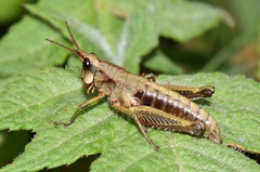 Aspidophyma americana