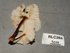 Marasmius congregatus