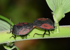 Brachystethus tricolor